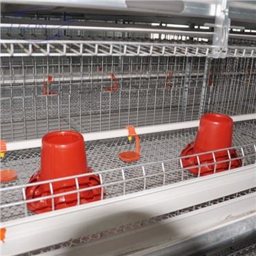 Jounal Nouvo plen otomatik H Tip Broilers Kaloj pou 2021