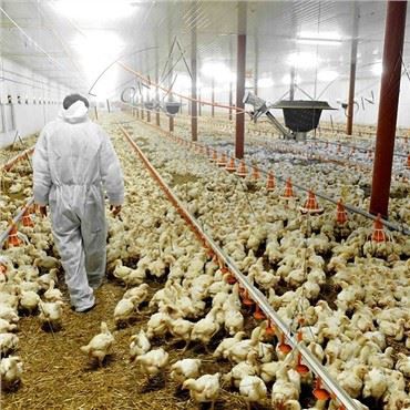 Sistèm ekipman pou broiler ak pi bon pri