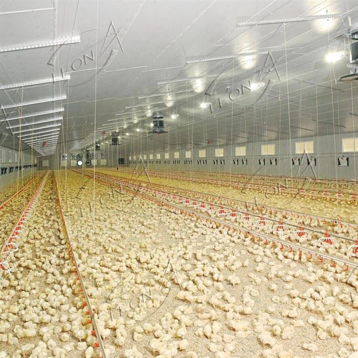 Broiler Chicken Raising System Broiler Chicken Raising System